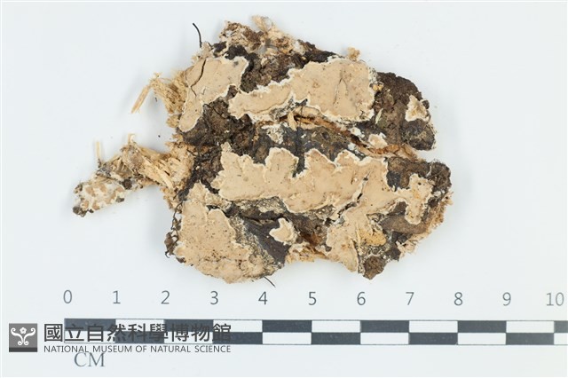 登錄號:F0039122藏品圖，第1張