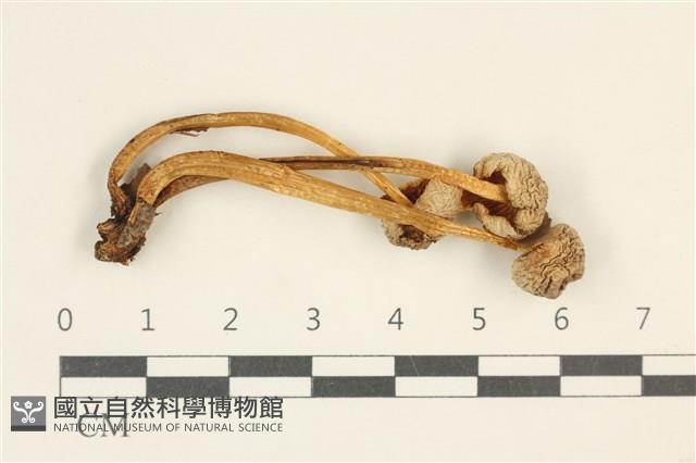利氏小菇藏品圖，第1張