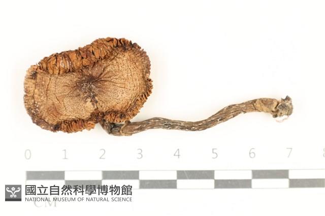 登錄號:F0037022藏品圖，第1張