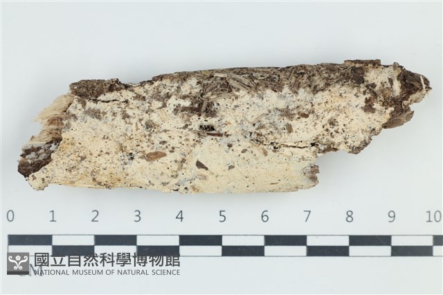 登錄號:F0039022藏品圖，第1張