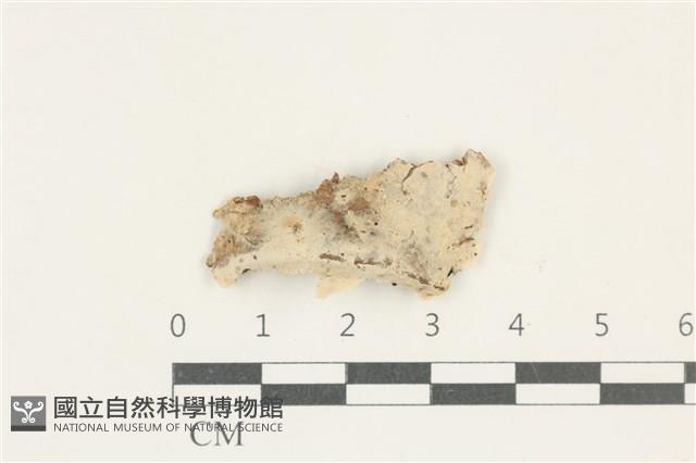 阿太菌屬藏品圖，第1張