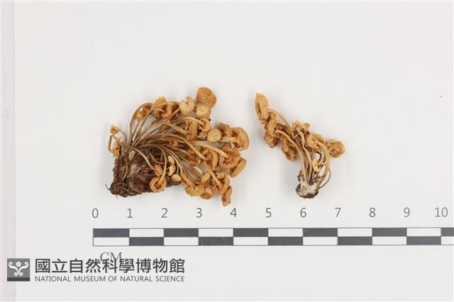 登錄號:F0036322藏品圖，第1張