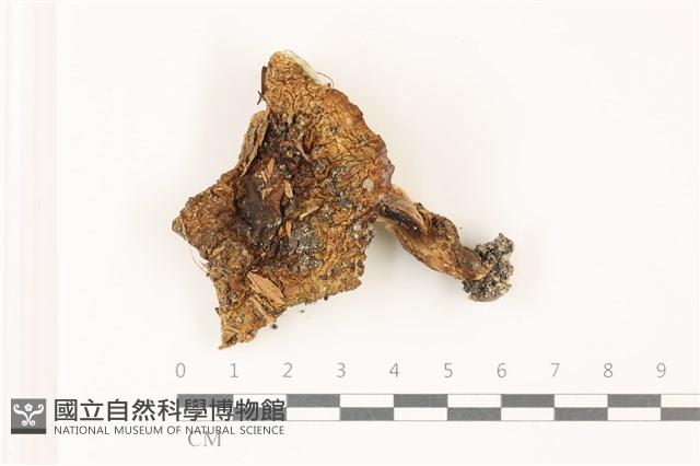 登錄號:F0037322藏品圖，第1張