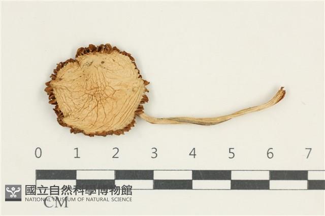 登錄號:F0038202藏品圖，第1張