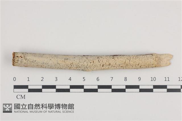 登錄號:F0036202藏品圖，第1張