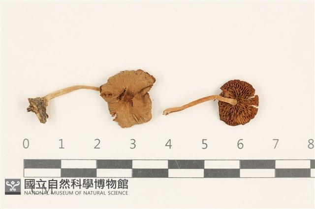 登錄號:F0037202藏品圖，第1張