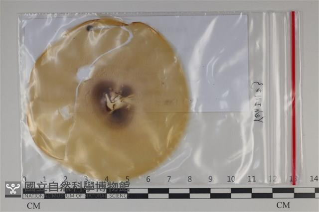 登錄號:F0035202藏品圖，第1張