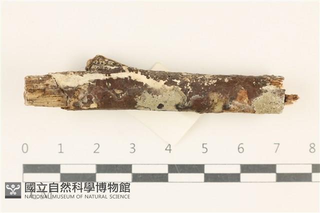 登錄號:F0036802藏品圖，第1張