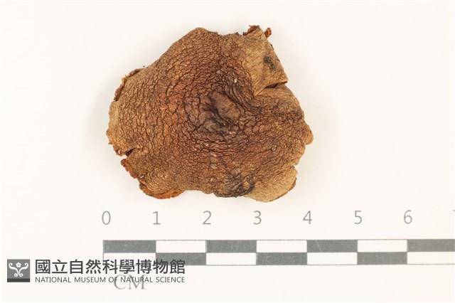 登錄號:F0037802藏品圖，第1張