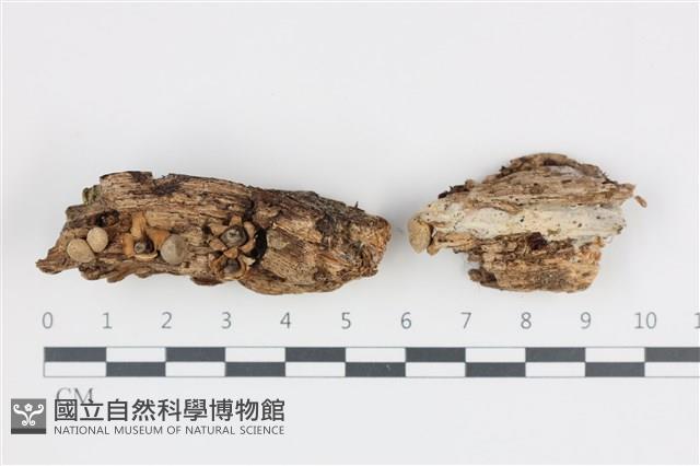 登錄號:F0035802藏品圖，第1張