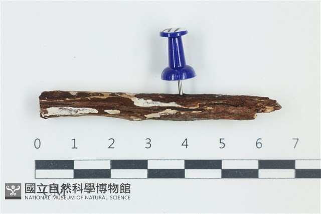 登錄號:F0038902藏品圖，第1張