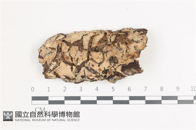 登錄號:F0035902藏品圖，第1張