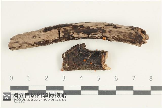 登錄號:F0038602藏品圖，第1張