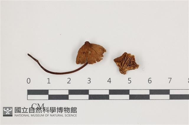 館號:F0036602藏品圖，第1張