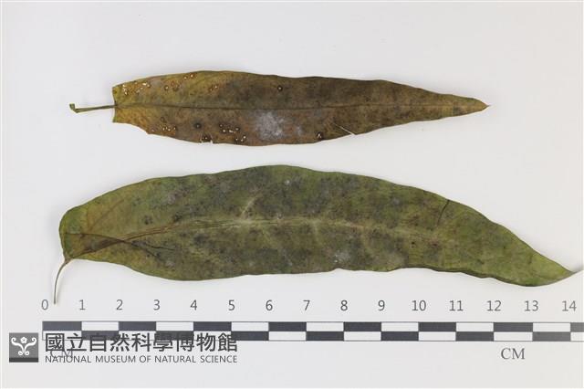 登錄號:F0034602藏品圖，第1張