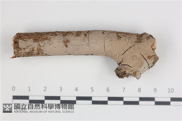 刺皮菌屬藏品圖，第1張