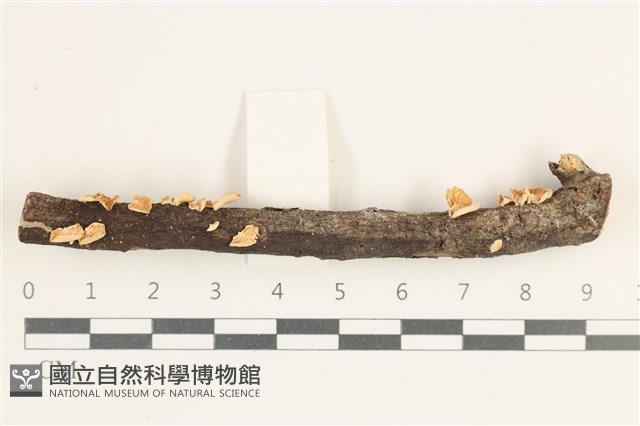 登錄號:F0038402藏品圖，第1張
