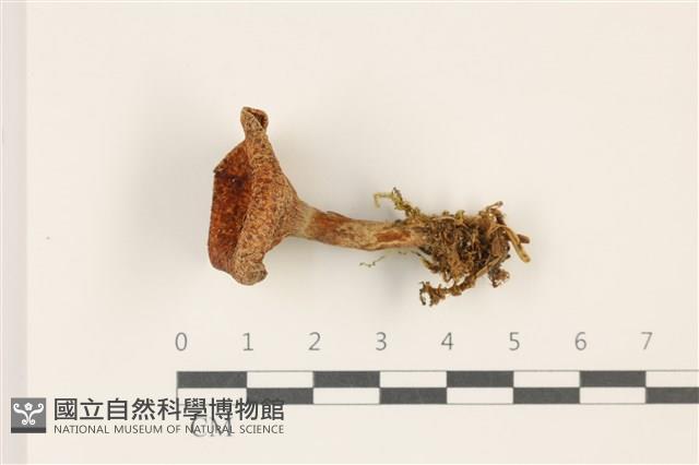 登錄號:F0037402藏品圖，第1張