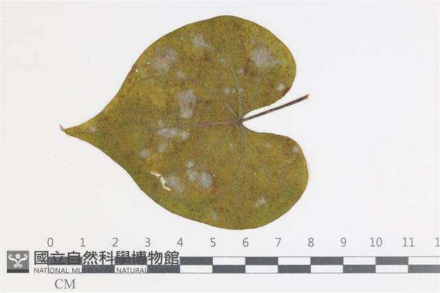 登錄號:F0035402藏品圖，第1張