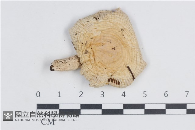 登錄號:F0038702藏品圖，第1張