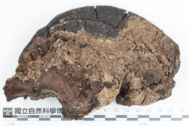 登錄號:F0036702藏品圖，第1張