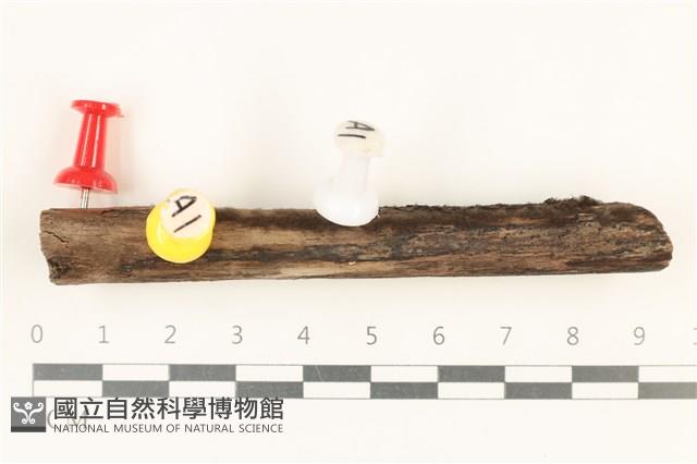 登錄號:F0037702藏品圖，第1張