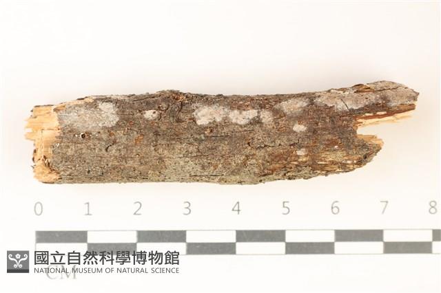 刺皮菌屬藏品圖，第1張