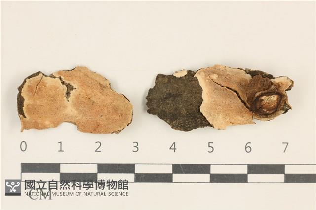 登錄號:F0017502藏品圖，第1張