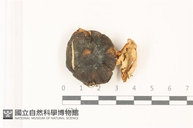 登錄號:F0037502藏品圖，第1張