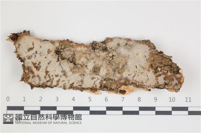 擬射脈菌屬藏品圖，第1張