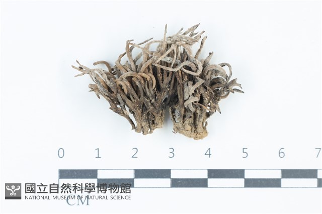 登錄號:F0039502藏品圖，第1張