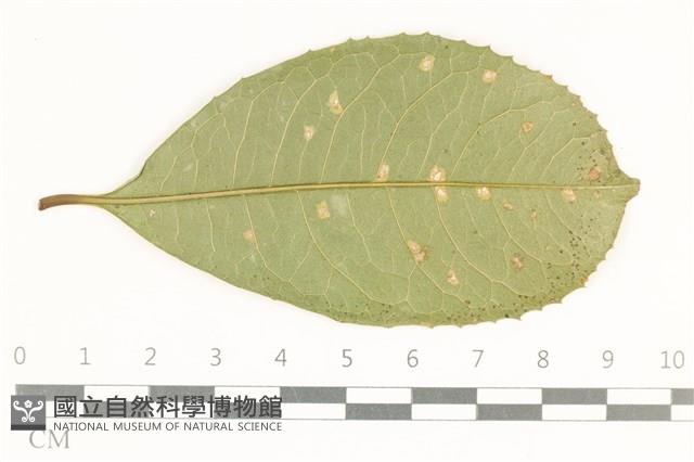 登錄號:F0038102藏品圖，第1張