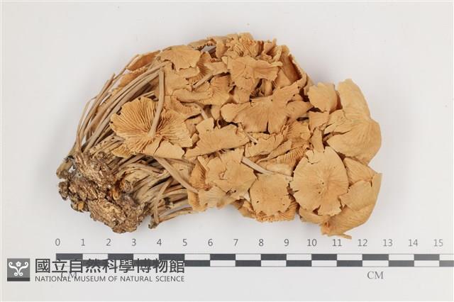 登錄號:F0036102藏品圖，第1張