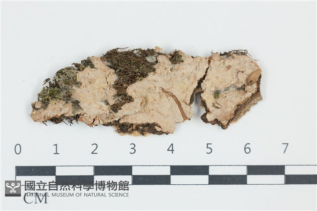登錄號:F0039102藏品圖，第1張