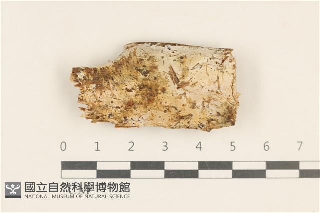 登錄號:F0036002藏品圖，第1張