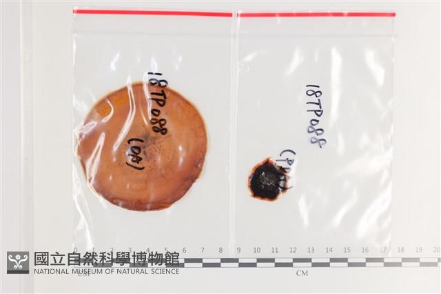 登錄號:F0036302藏品圖，第1張