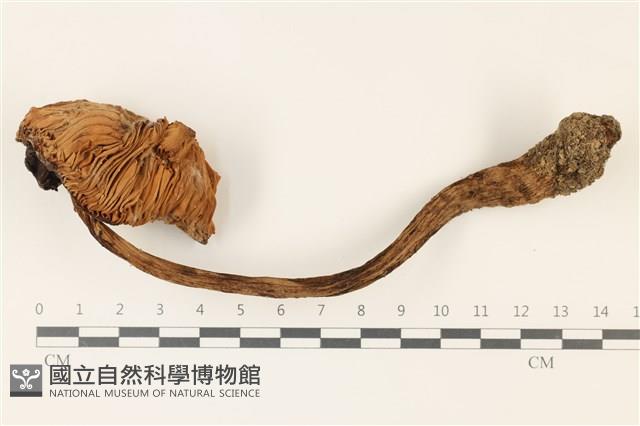 鵝膏屬藏品圖，第1張