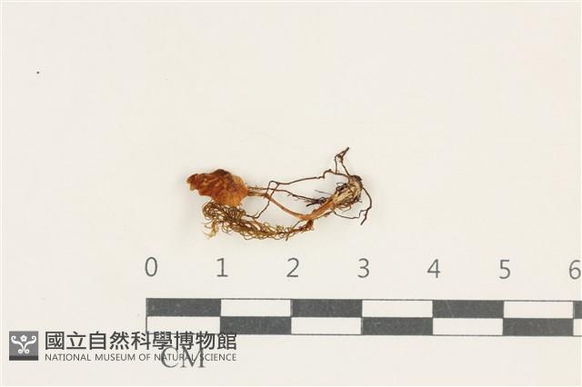登錄號:F0038212藏品圖，第1張
