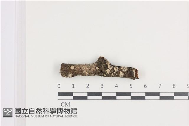 登錄號:F0036212藏品圖，第1張