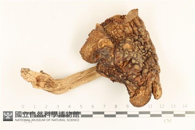 登錄號:F0037212藏品圖，第1張