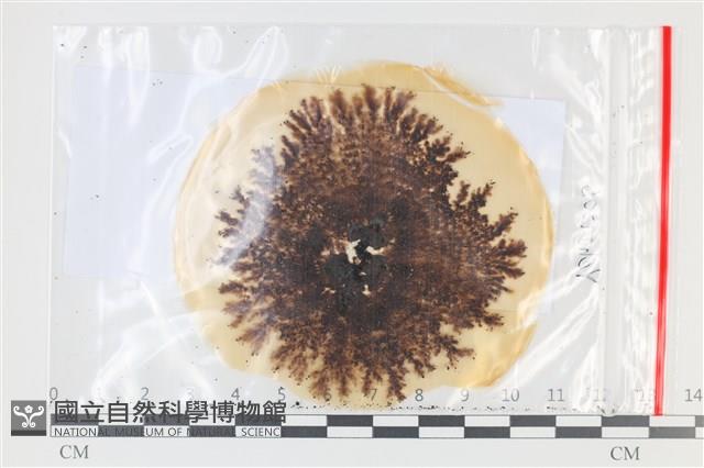 登錄號:F0035212藏品圖，第1張