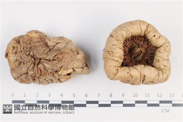 登錄號:F0038812藏品圖，第1張