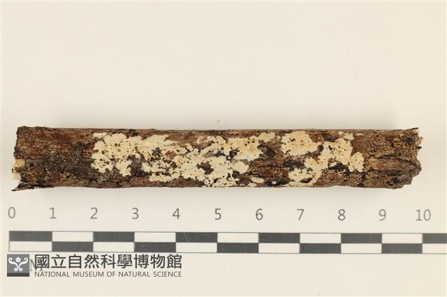 登錄號:F0036812藏品圖，第1張