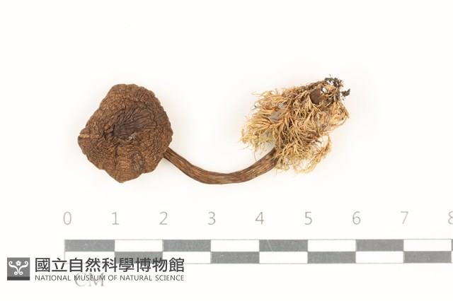 登錄號:F0037812藏品圖，第1張