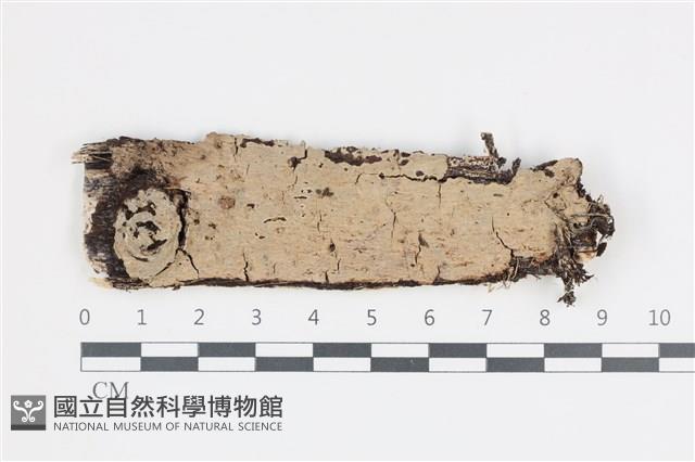 刺皮菌屬藏品圖，第1張