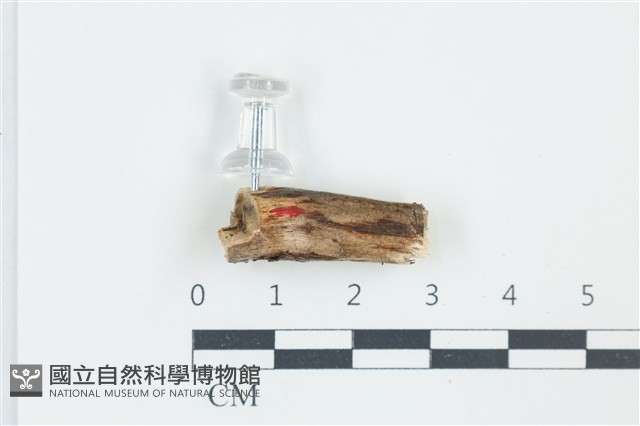 登錄號:F0038912藏品圖，第1張