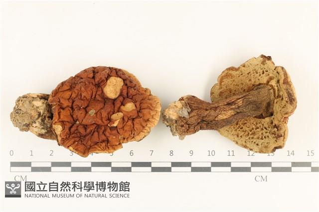 登錄號:F0036912藏品圖，第1張