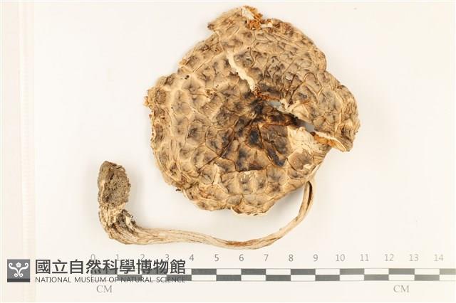 登錄號:F0037912藏品圖，第1張