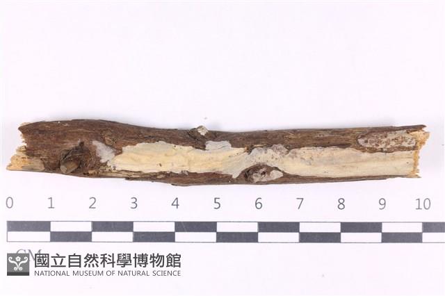 館號:F0033912藏品圖，第1張