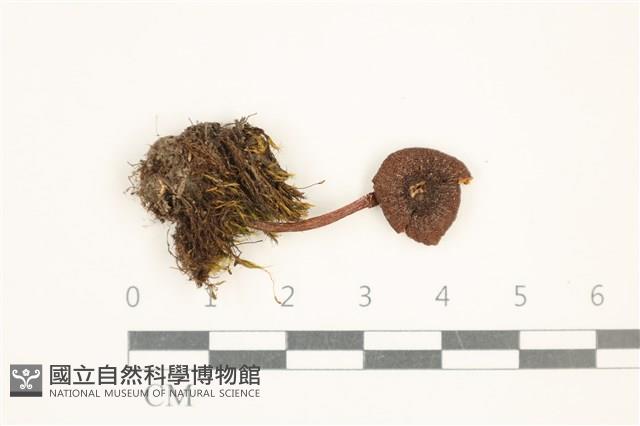 粉褶菌屬藏品圖，第1張